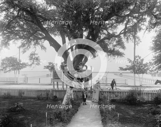 Shoo-fly at Madame Boyle's, Bay St. Louis, Miss., between 1900 and 1906. Creator: Unknown.