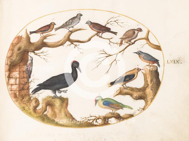 Animalia Volatilia et Amphibia (Aier): Plate LXIX, c. 1575/1580. Creator: Joris Hoefnagel.