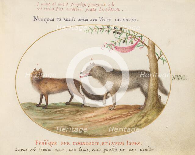 Animalia Qvadrvpedia et Reptilia (Terra): Plate XXVI, c. 1575/1580. Creator: Joris Hoefnagel.