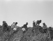 Pea pickers at work, San Luis Obispo County, California, 1938. Creator: Dorothea Lange.