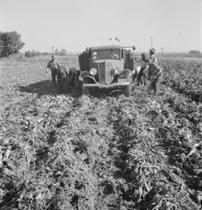 Loading a truck in a sugar beet field, Ontario, Malheur County, Oregon, 1939. Creator: Dorothea Lange.