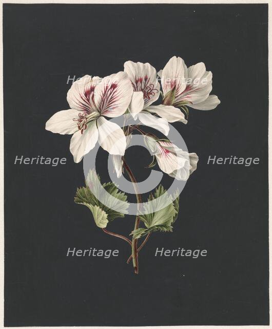 Pelargonium album Bicolor, 1830. Creator: M. de Gijselaar.