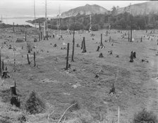 Cut-over land, part of stump ranch, California, Orick, Humboldt County, 1939. Creator: Dorothea Lange.