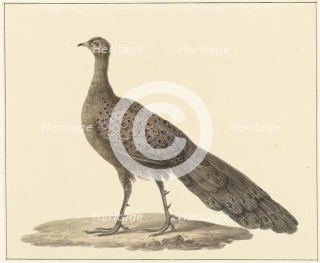 Grey peacock, 1759-1842. Creator: Pieter Bartholomeusz. Barbiers.