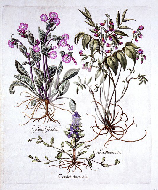 Creeping Bugle, Spring Vetch and Red Campion, from 'Hortus Eystettensis', by Basil Besler (1561-1629