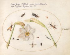 Plate 74: Insects with White Daffodils, c. 1575/1580. Creator: Joris Hoefnagel.