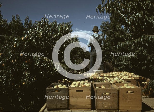 Hauling crates of peaches from the orchard to the shipping shed, Delta County, Colo., 1940. Creator: Russell Lee.