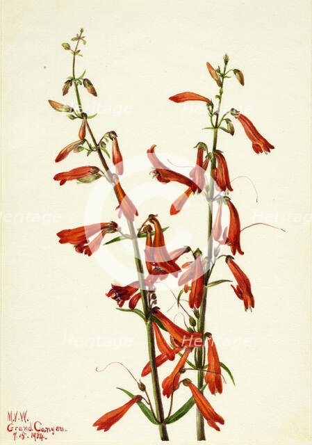 Pentstemon (Pentstemon barbatus), 1934. Creator: Mary Vaux Walcott.