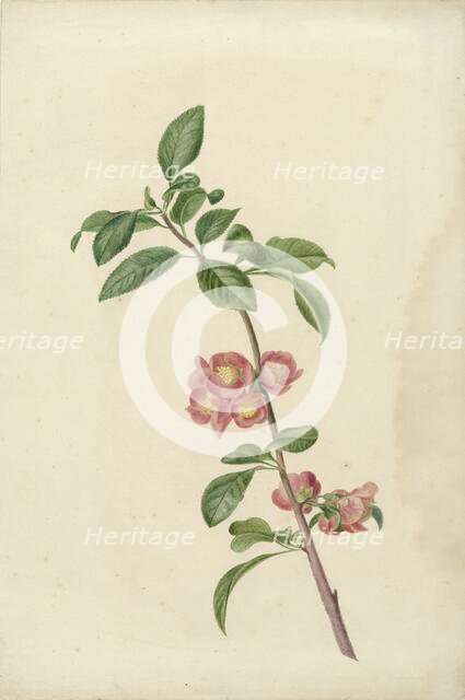 Flowering branch Japanese cherry, 1700-1800. Creator: CJ Kruimel.