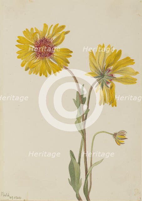 Perennial Gaillardia (Gaillardia aristata), 1904. Creator: Mary Vaux Walcott.