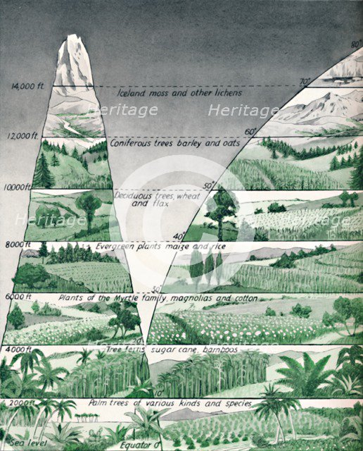 'The Different Zones of Vegetation', 1935. Artist: Unknown.