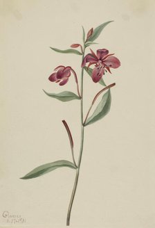 Red Willowweed (Epilobium latifolium), 1911. Creator: Mary Vaux Walcott.