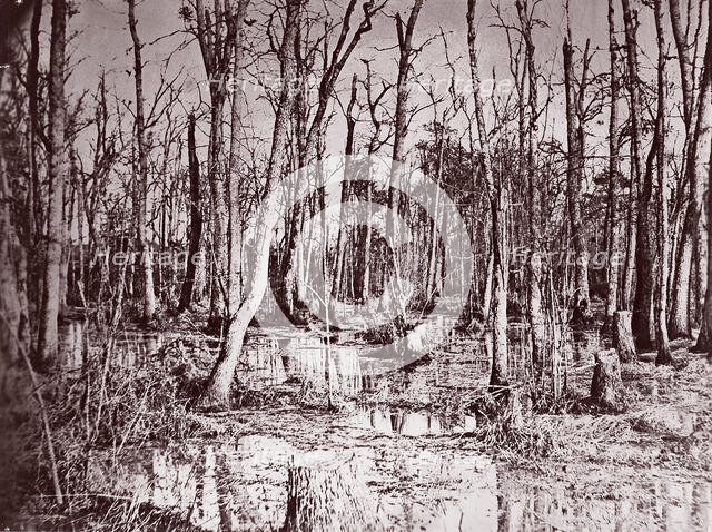 Swamp near Broadway Landing, Appomattox River, 1864. Creator: Tim O'Sullivan.