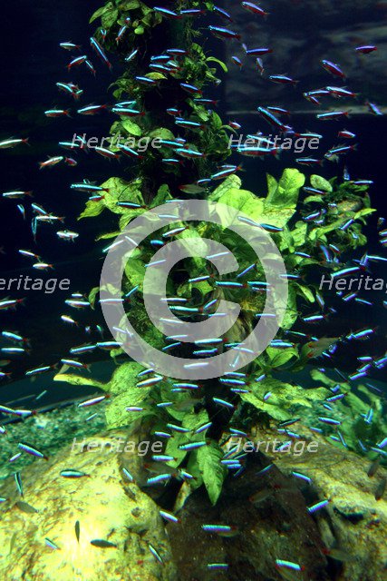 Aquarium, Loro Parque, Tenerife, Canary Islands, 2007.