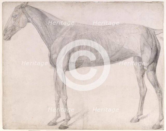 Working drawing for 'The First Anatomical Table of the Muscles ... of the Horse', 1756. Creator: George Stubbs.