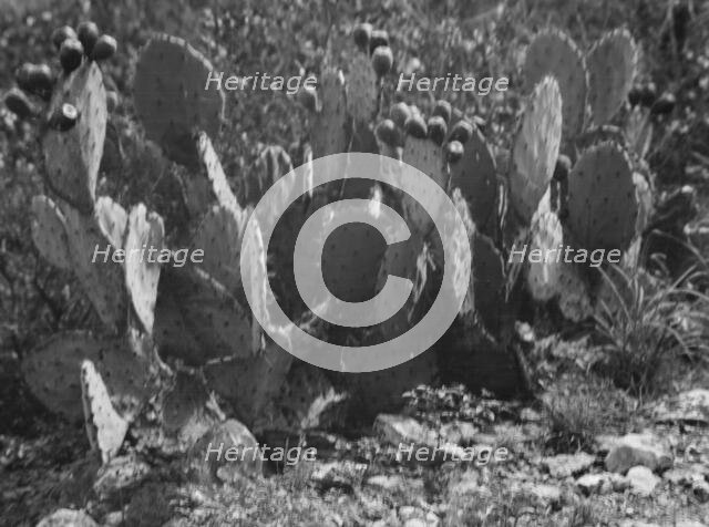 Travel views of the American Southwest, between 1899 and 1928. Creator: Arnold Genthe.