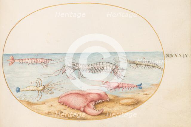 Animalia Aqvatilia et Cochiliata (Aqva): Plate XLIX, c. 1575/1580. Creator: Joris Hoefnagel.