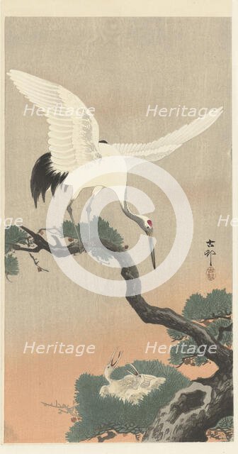 Japanese cranes on branch of pine tree. Creator: Ohara, Koson (1877-1945).