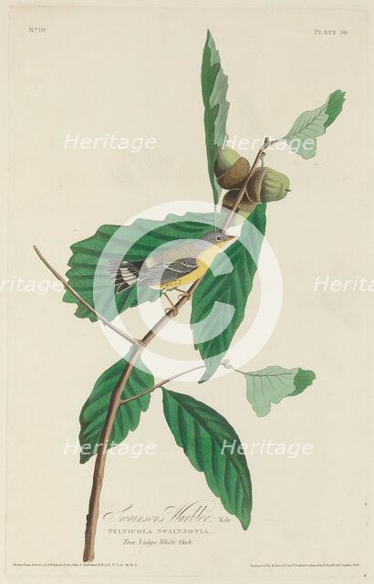 Swainson's Warbler, 1828. Creator: Robert Havell.