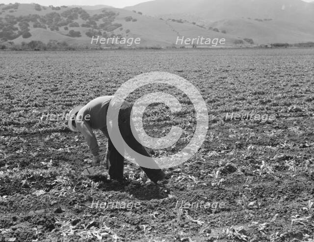 Spreckels sugar factory and sugar beet field, Monterey County, California, 1939. Creator: Dorothea Lange.