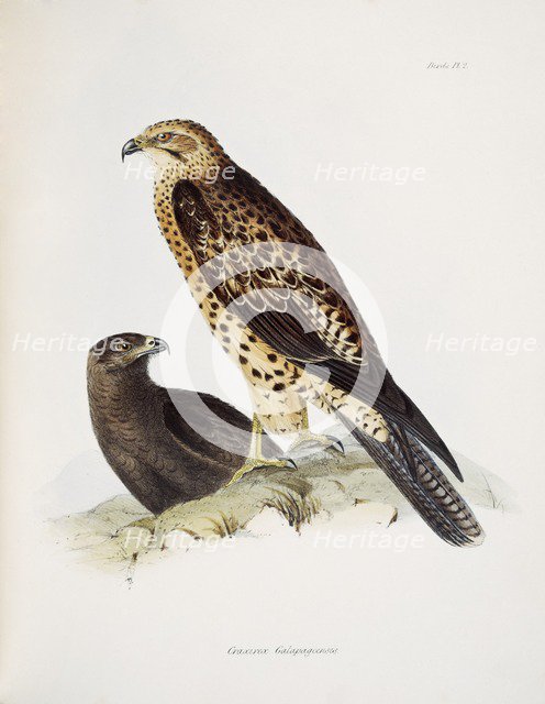 Graxirex Galapagoensis. Artist: Unknown.