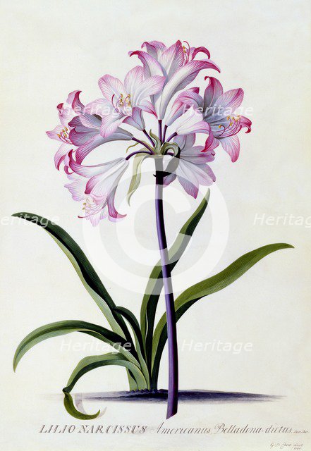 Lilio Narcissus, c. 1744 (hand coloured engraving). Creator: "Georg Dionysius Ehret (1710 - 70); Ehret, Georg Dionysius (1710-1770)".