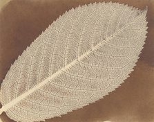 [Leaf], ca. 1839. Creator: William Henry Fox Talbot.