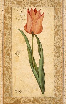 Tulip, 1708-1709/1120 A.H.. Creator: Unknown.