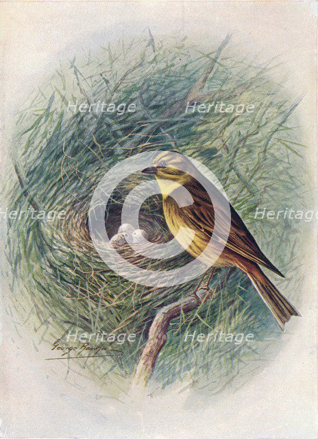'Yellow-Hammer or Yellow-Bunting - Emberi'za citrinel'la', c1910, (1910). Artist: George James Rankin.