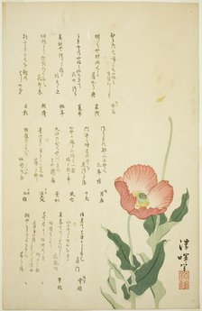 Two Poppies, c. early 1820s. Creator: Yokoyama Seiki.