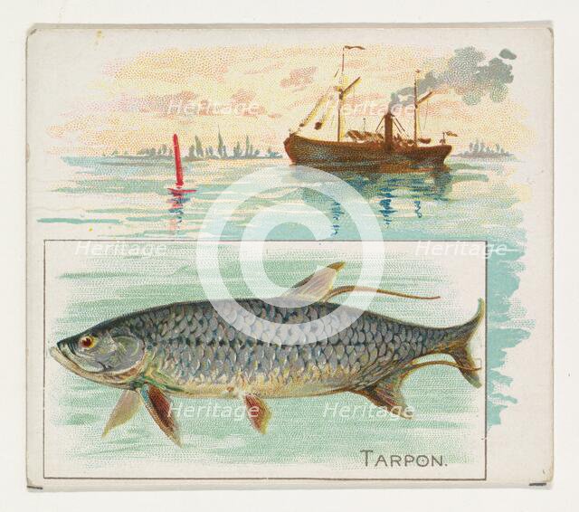 Tarpon, from Fish from American Waters series (N39) for Allen & Ginter Cigarettes, 1889. Creator: Allen & Ginter.