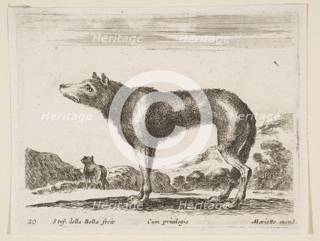 Plate 20: wolf, from 'Various animals' (Diversi animali), ca. 1641. Creator: Stefano della Bella.