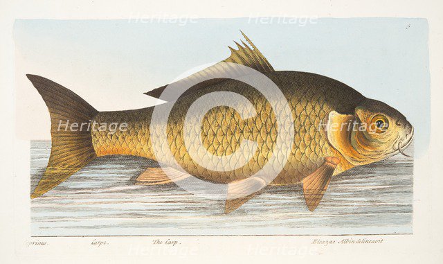 The Carp, from A Treatise on Fish and Fish-ponds, pub. 1832 (hand coloured engraving)