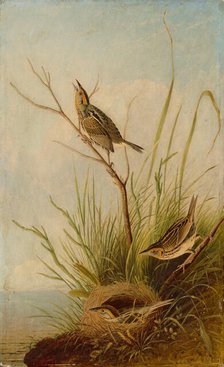 Sharp-Tailed Finch, 1831/1833. Creator: Joseph Bartholomew Kidd.