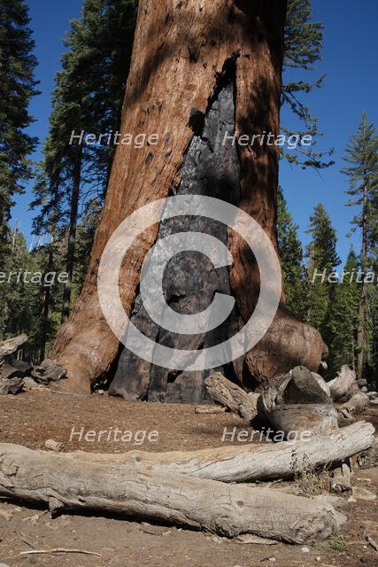 Mariposa Grove, Yosemite, California, USA, 2022. Creator: Ethel Davies.
