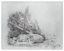 Fallen Tree, Keene Valley, July 25, 1883. Creator: Louis Michel Eilshemius.
