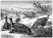 Giant Land Tortoises of the Galapagos Islands, 1884. Artist: Unknown
