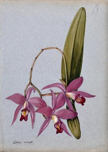 An orchid (Laelia anceps): flowering stem and leaves. Creator: Unknown.
