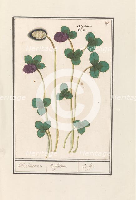 Red clover (Trifolium pratense), 1596-1610. Creators: Anselmus de Boodt, Elias Verhulst.