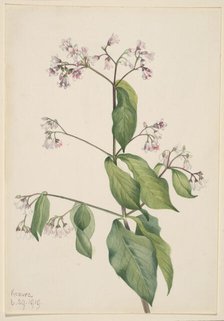 Dogbane (Apocyum androsaemfolium), 1919. Creator: Mary Vaux Walcott.