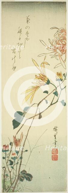 Chrysanthemums, c. 1840. Creator: Ando Hiroshige.