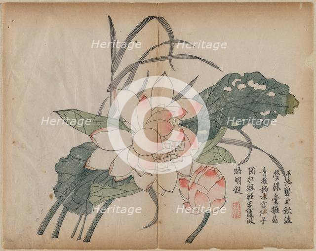 Flowering Lotus and Bud, 18th Century. Creator: Unknown.