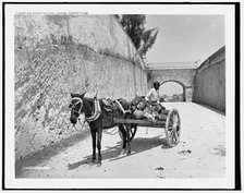 The market delivery, Nassau, Bahama Islds., c1901. Creator: William H. Jackson.
