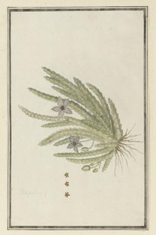 Stapelia paniculata Willd.(Small starfish flower), 1777-1786. Creator: Robert Jacob Gordon.