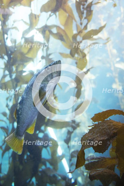 Monterey Bay Aquarium, Monterey, California, USA, 2022. Creator: Ethel Davies.