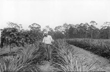 Pineapple farmer and harvesting pineapples, 1905. Creator: Robert Augustus Henry L'Estrange.