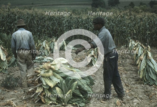 Burley tobacco is placed on sticks to wilt after cutting...on the Russell Spears' farm..., Ky., 1940 Creator: Marion Post Wolcott.