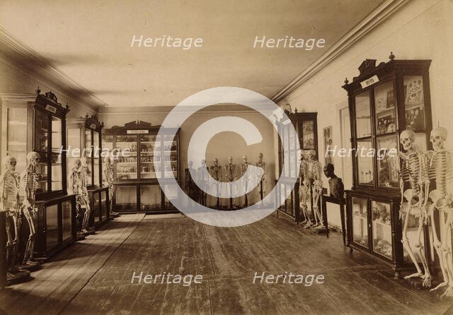 Part of the anatomical museum, 1890. Creator: Unknown.