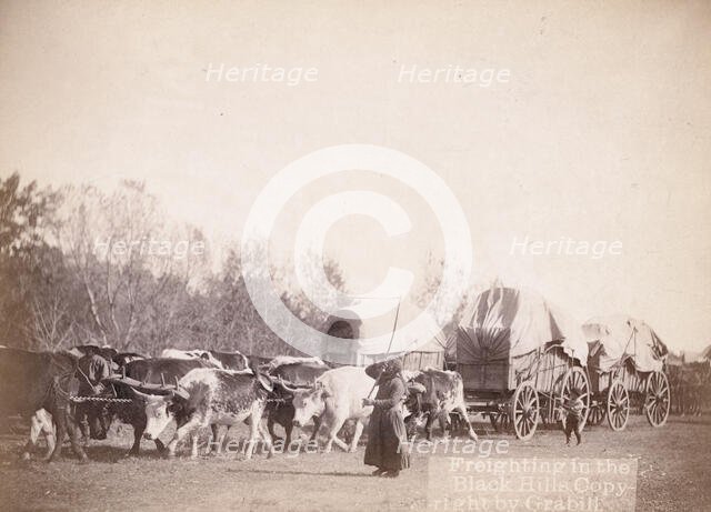 Freighting in the Black Hills, between 1887 and 1892. Creator: John C. H. Grabill.