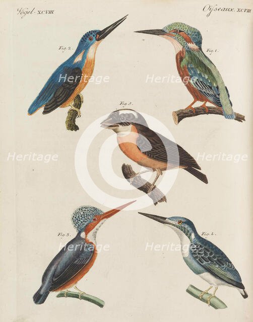 Children's Picture Book (Children's encyclopaedia) by Friedrich Johann Justin Bertuch, 1798-1830. Creator: Pupils of the Weimar Princely Free Drawing School.